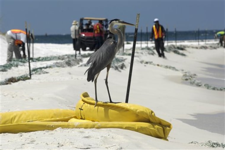 A Great Blue heron at Fort Pickens on the western end of Santa Rosa Island, Fla., uses an oil boom as a temporary perch as contract workers put out oil defense systems on June 10.
